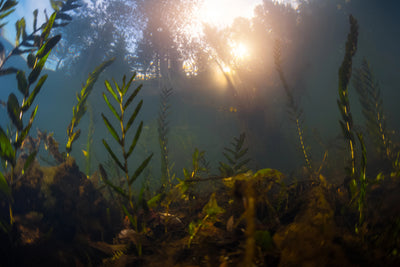 What is your lake bottom made of?