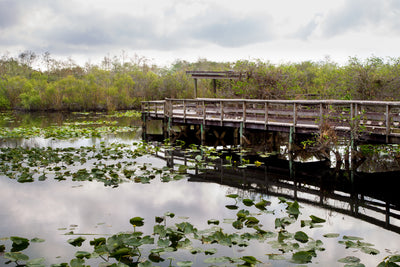 Finally, the answer to lily pads - Lily-Hammer Mat