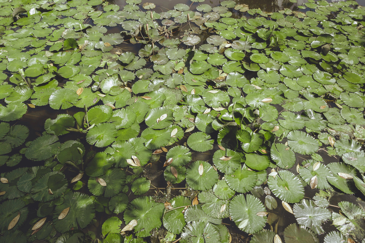 Why Lily Pads Won’t Leave
