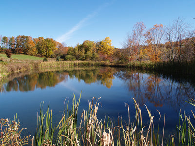 What’s the difference between a lake and a pond?