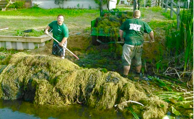 The More Weeds You Rake - The More Weeds You'll Make!