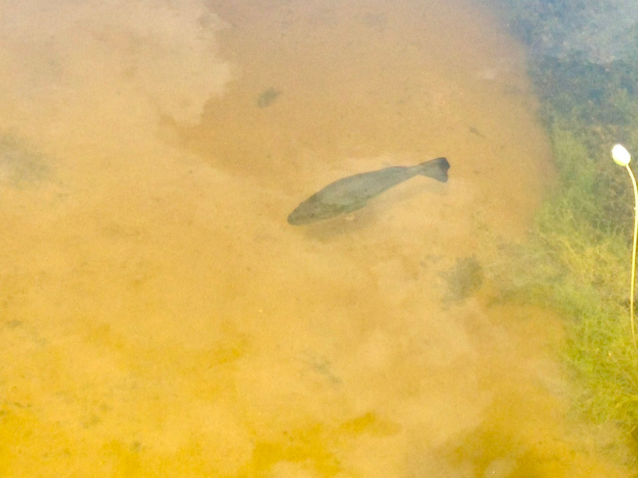 Fish habitat and wildlife enhancement