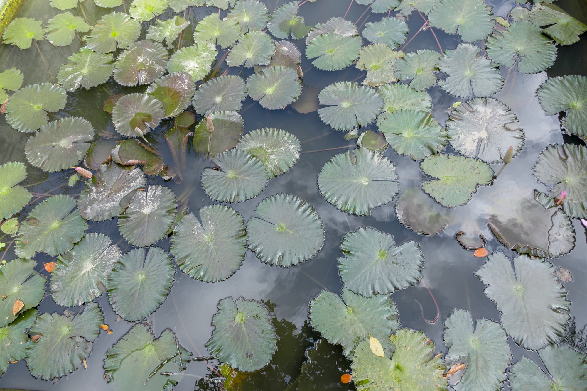 Pond aeration