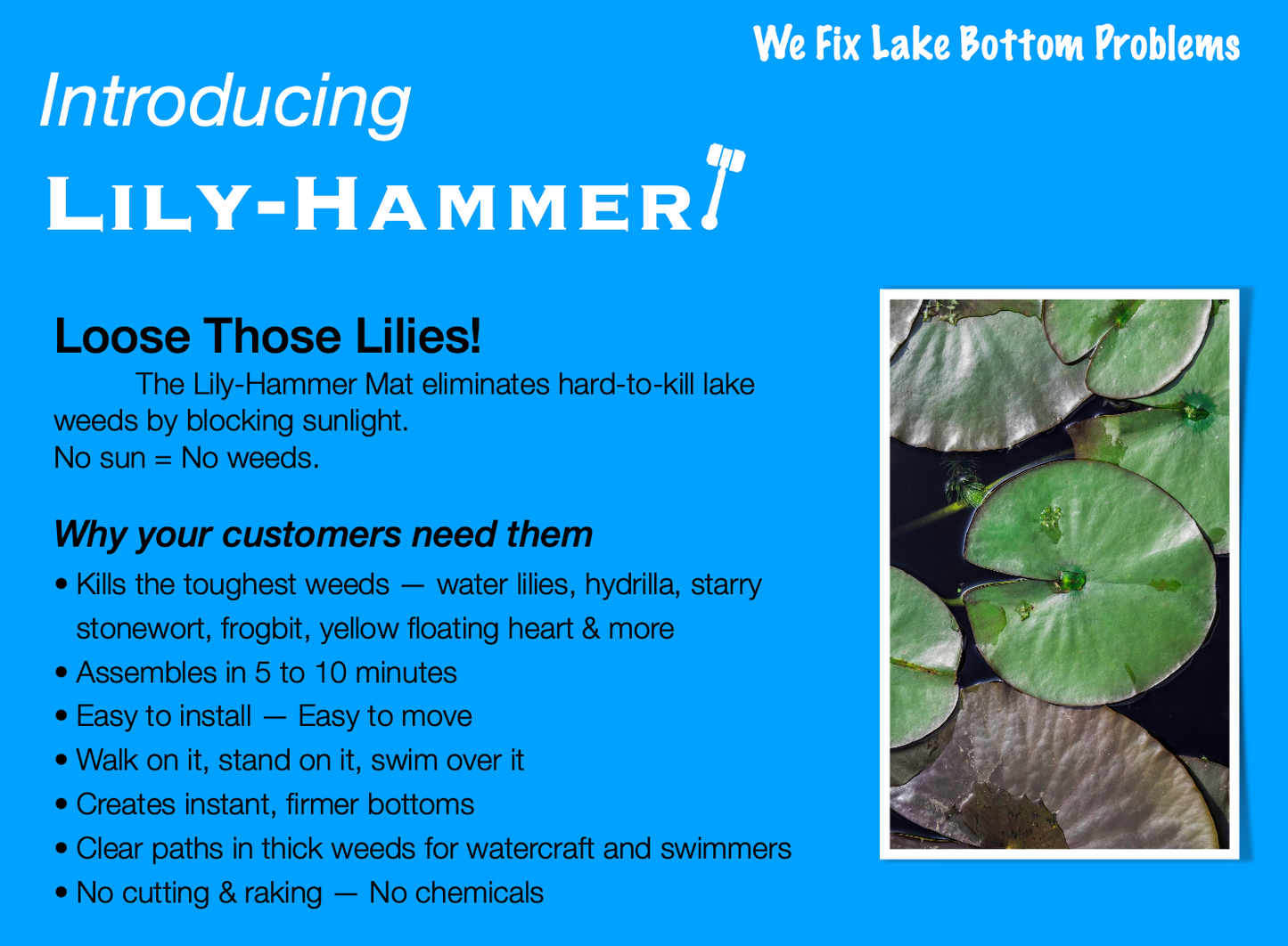 Lily Hammer
